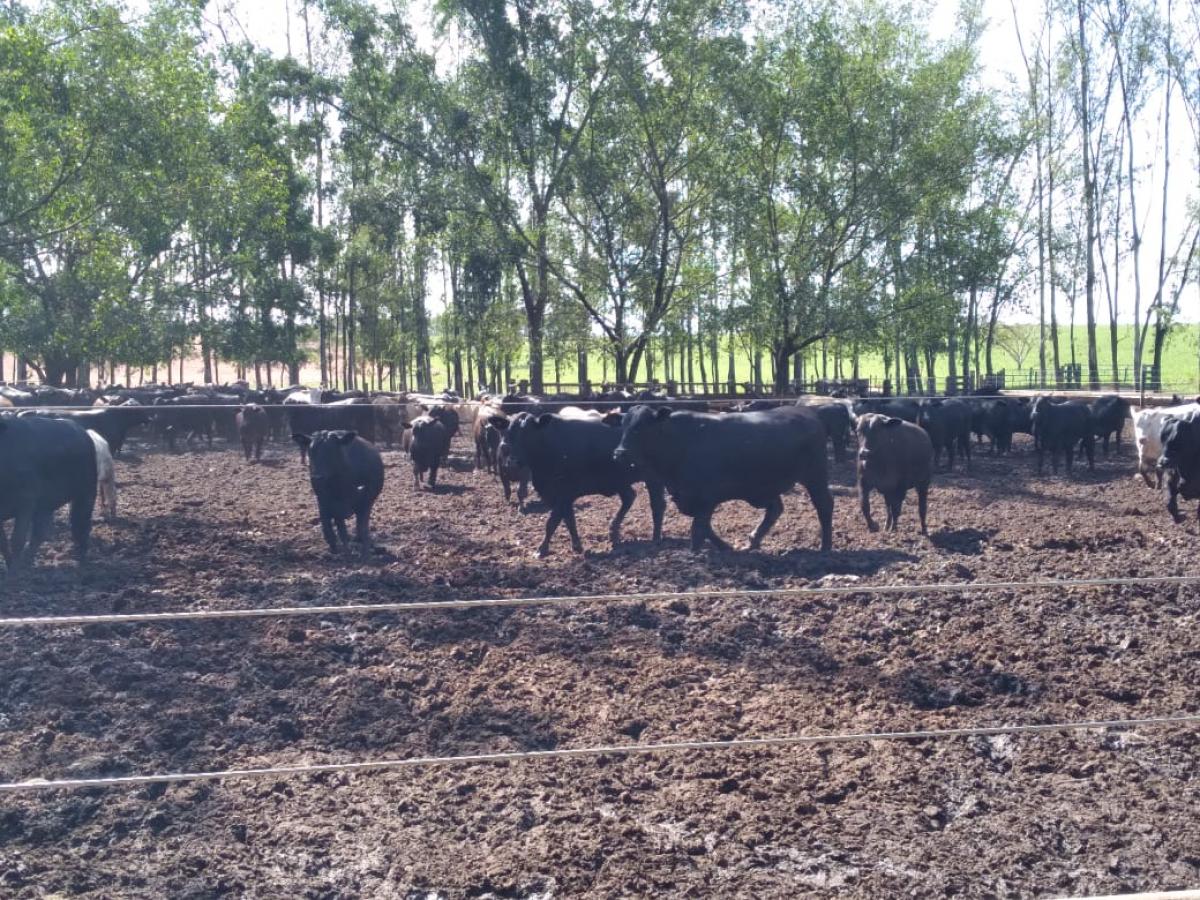 VISITA TÉCNICA FAZENDA