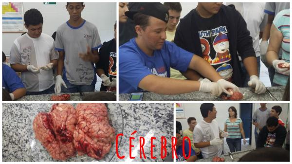 BOAS PRATICAS DE BIOLOGIA